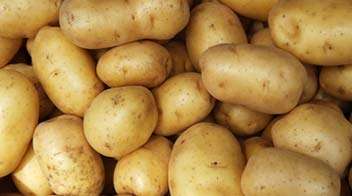 Seed treatment practice to be followed in Potato