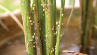 Pests control in paddy