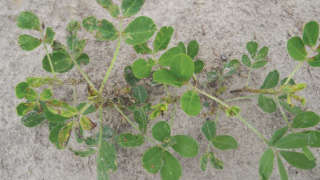 Control of pest in Groundnut