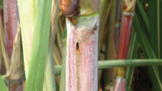 Management of early shoot borer and stem borer in sugarcane