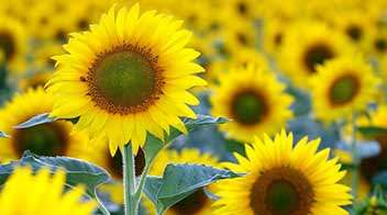 Increase the sunflower production by way of an improved technology.