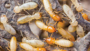 How to control termites in cotton?