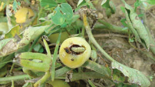 Control of fruit borer in tomato