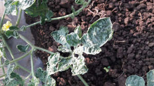 Management of thrips in Watermelon