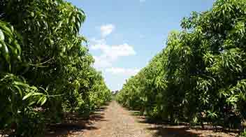 आम बाग में खरपतवार का प्रबंधन