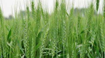 For good growth and maximum shoots of wheat
