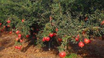 Pomegranate Nutrient Management