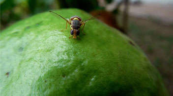 Botanical insecticides for fruit fly in guava