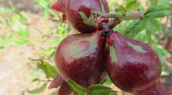 Effective control of pomegranate thrips