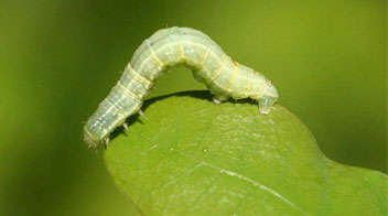 Control of leaf eating caterpillars in lucerne for fodder