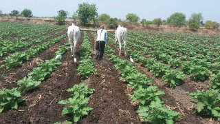 Weed management intercultural operations in Brinjal