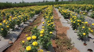 Attractive and healthy farm of marigold