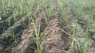 Recommended fertiliser for maximum production of sugarcane