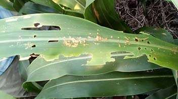 Infestation of Armyworm in Maize