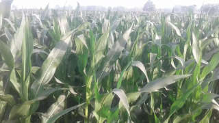 Adequate nutrient and water management for maximum maize yield