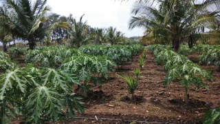नारियल के खेत में पपीते का अंतर फसल