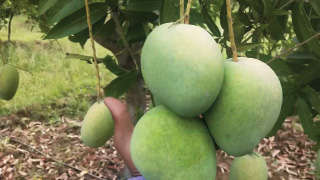 Spray micronutrient for good quality of mango