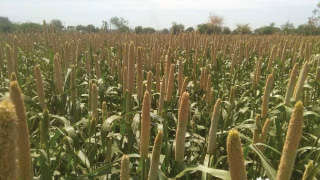 Vigourous growth in bajara crop