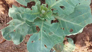 Infestation of diamond back moth in cabbage