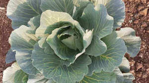 Spray micronutrient for good quality of cabbage