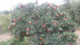 Appropriate fertiliser management for high quality of Pomegranate