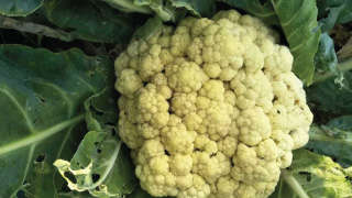 Decrease in productivity owing to infestation of pests and nutrient deficiency in Cauliflower
