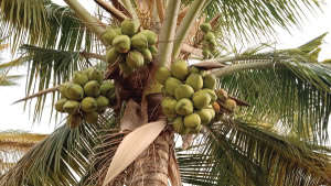 नारियल की अधिकतम पैदावार के लिए अनुशंसित उर्वरक दें