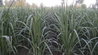 Appropriate fertiliser management for maximum Sugarcane yield