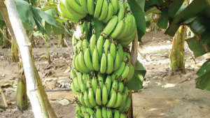 Give recommended fertiliser for good quality banana