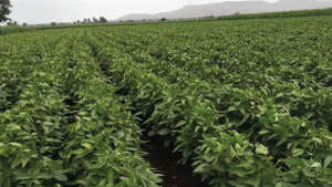 Healthy growth of Soybean farm