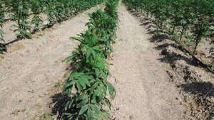 Recommenced fertiliser for maximum flowering in Marigold plant