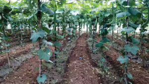 Integrated management of Ridge Gourd farm
