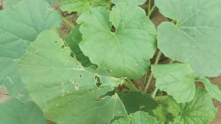 Infestation of Leaf miner On cucumber