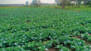 Appropriate nutrient management for maximum Cauliflower yield