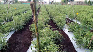 Decreased production of Tomatoes due to Sucking Pest infestation