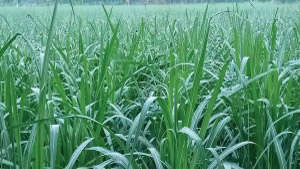 Vigorous and good growth of sugarcane