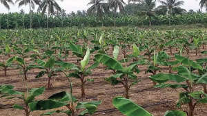 Nutrient management in banana for maximum yield