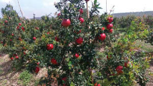 Nutrient management for high quality Pomegranate