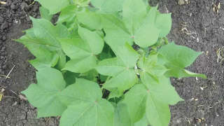 Provide recommended fertiliser for healthy growth of Cotton