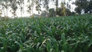 Give recommended dose of fertiliser for maximum Maize yield