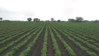 Weedless and Healthy Groundnut Farm
