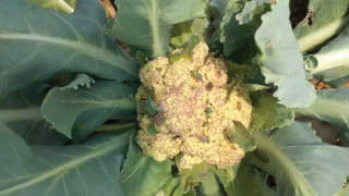 Fungal Infestation in Cauliflower