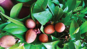 Adequate Nutrient Management for Good Quality of Sapota
