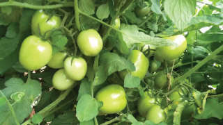 Recommended Dose of Fertiliser for Maximum Yield of Tomato
