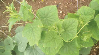 Affected growth due Infestation of sucking pest on Cucumber