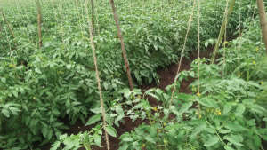 टोमॅटो पिकाच्या एकसारख्या वाढीसाठी पोषक घटकांचे योग्य व्यवस्थापन.