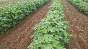 Weedless and healthy farm of cotton