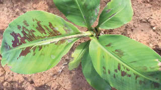Give recommended fertiliser and fungicide for healthy growth of Banana