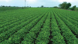 Healthy and attractive Groundnut farm