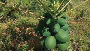 Provide recommended fertiliser for maximum papaya yield